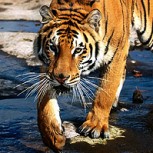 Video muestra la increíble agilidad de un tigre para conseguir su alimento