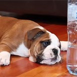 Tierno cachorro de Bulldog pelea contra una botella: ¿Quién gana?