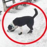 El karma existe: Piénselo dos veces antes de burlarse de su perro