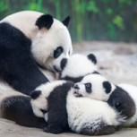 Milagro animal: Trillizos panda pelean por el cariño de mamá