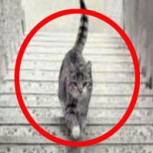 ¿El gato está subiendo o bajando? El nuevo gran debate de las redes sociales