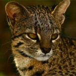 Foto: Hombre capta momento en que gato montés caza un tiburón