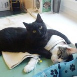 La tierna historia del gato enfermero que emociona en las redes sociales