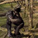 Video: Mono enojón derriba de un varillazo drone que lo filmaba