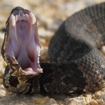 Foto: Serpiente venenosa desfigura rostro de irresponsable turista