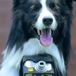 Grizzler, la historia del perro fotógrafo capaz de tomar imágenes con el corazón