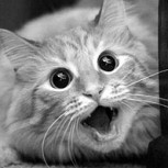 Las más graciosas caras de sorpresa en animales (I): Para reír con ganas