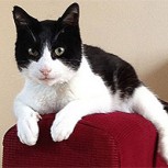 Video: Entérate por qué el gato Merlín es Récord Guinness Mundial