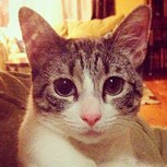 El gato Roux emociona y se vuelve el más querido: No imaginas por qué ya es un fenómeno en Instagram