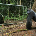 ¿Cómo reaccionan animales salvajes ante un espejo? Impresionante video