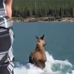 Canadiense ebrio monta a alce desesperado en un lago: Rechazo unánime por estúpida acción