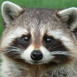 Conoce al mapache domador de cocodrilos: Increíble imagen se vuelve viral