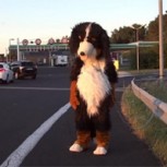 No pararás de reír: Bromas de “perro gigante” la rompen en las redes sociales