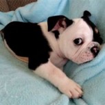 Conoce a Bonsai: El tierno cachorro bulldog que perdió la mitad de su cuerpo y es todo una celebridad