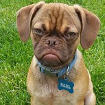Ha nacido un nuevo meme: Conoce a Earl, el perro gruñón