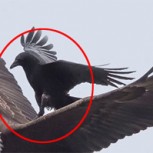 Sorprendente acierto fotográfico: Cuervo monta a águila en pleno vuelo