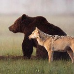 Como sacado de una película Disney: Documentan amistad entre una loba y un oso