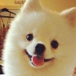 Furor en internet: Mira al cachorro con el estornudo más singular