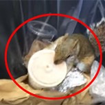 Video de una ardilla tomando un milkshake se convierte en el nuevo viral