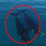 El más increíble registro: Drone capta nado de 2 ballenas junto a hombre en el mar