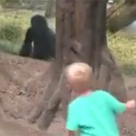 Niño y pequeño gorila juegan a las escondidas y enloquecen a la web