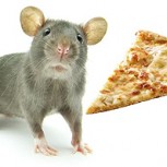 Conoce a #Pizzarat: La rata que no quería soltar su trozo de pizza