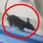 Rata se cuela en incubadora y muerde a un bebé prematuro: Horroroso registro se hizo viral