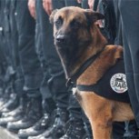 Diesel, la perra que murió en acción antiterrorista en Francia es considerada una heroína