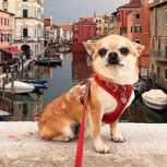 Instagram: Miami, el popular chihuahua que se fotografía por todo el mundo