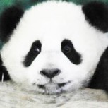 ¿Cuánto demoras? El panda vuelve como metalero y te desafía a que lo encuentres