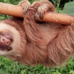 Las emotivas imágenes del rescate del perezoso más popular del mundo