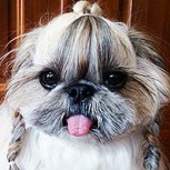 Kuma: Conoce a la perrita que sorprende con un peinado nuevo cada día en Instagram