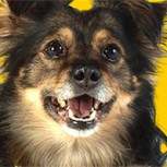 Perro de Lipigas: Las mejores frases del recordado personaje