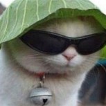 Nuevo reto visual: ¿Dónde está el gato en esta imagen?
