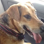 Alegría en las aulas de la Universidad de Concepción: El querido Sir Perro fue rescatado