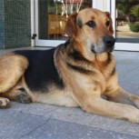 Sir Perro: El can más famoso de la Universidad de Concepción es buscado con desesperación en las redes sociales
