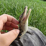 Las mejores sonrisas de animales: Imágenes que te alegrarán el día
