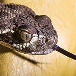 ¿Qué hay en el interior del cascabel de una serpiente?: Exitoso viral muestra la respuesta