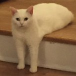 Conoce a Medio-gato: El minino que tiene de cabeza a los internautas