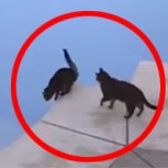 Gato empuja a otro a la piscina y se transforma en viral