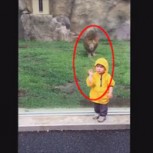 Impactante video: León intenta cazar a un niño, pero olvida un detalle clave