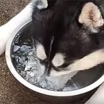 Video: Perrita enternece las redes sociales con su especial hábito