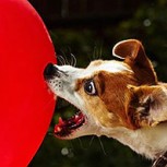 Conoce al adorable perrito que rompió record mundial en reventar globos