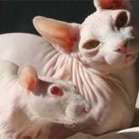 Animales de distintas especies que parece que fueron separados al nacer: Sorprendentes parecidos
