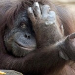 Orangután abraza a una turista más allá de lo permitido y genera gracioso momento