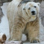 La triste historia de Arturo, el oso polar que murió deprimido y en cautiverio: Imágenes que te harán reflexionar