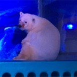 Pizza, el triste oso polar que conmueve a las redes sociales