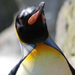 El pingüino del Rey de Noruega es ascendido a brigadier en zoológico escocés