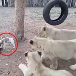 Este perrito se enfrenta a mordidas con tres leones con un resultado que no te imaginas