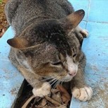 La triste historia del gato fiel: ¿Por qué no quiere abandonar la tumba de su dueña?